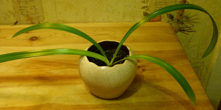 Обмен амариллис на пеларгонию