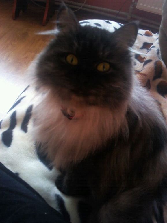 26 неделек и фото пузика))