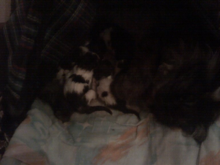 26 неделек и фото пузика))