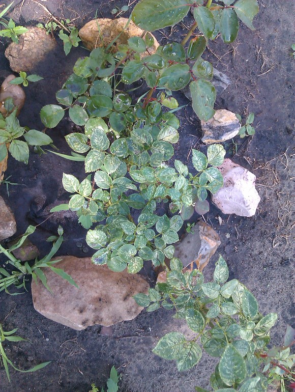 Если розы болеют пятнистостью