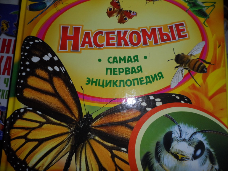 Прогулка Бабочки-красавицы 2.5