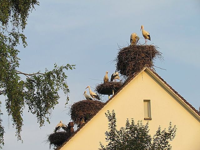 повезло