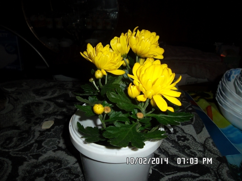 Новое приобретение