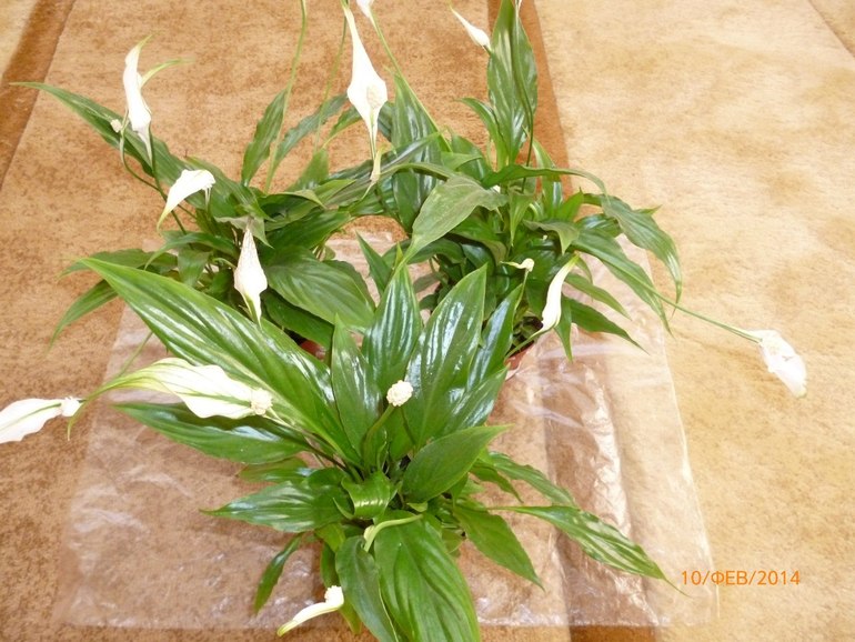 Новое приобретение