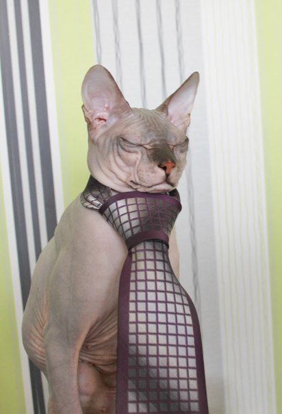 Донской сфинкс,Феня