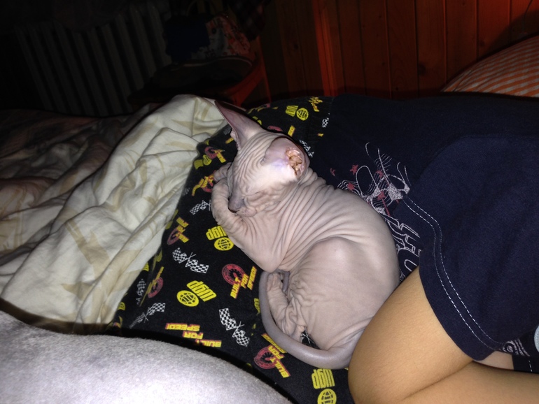 Семейство эльфов)