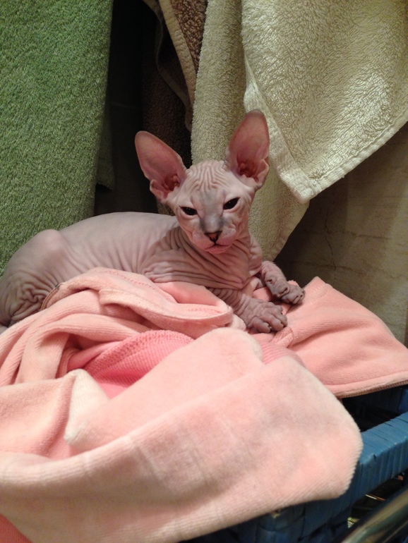 Семейство эльфов)