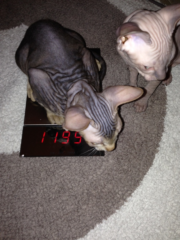 Семейство эльфов)