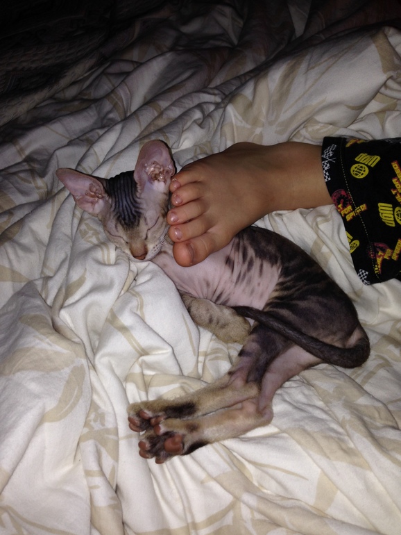 Семейство эльфов)