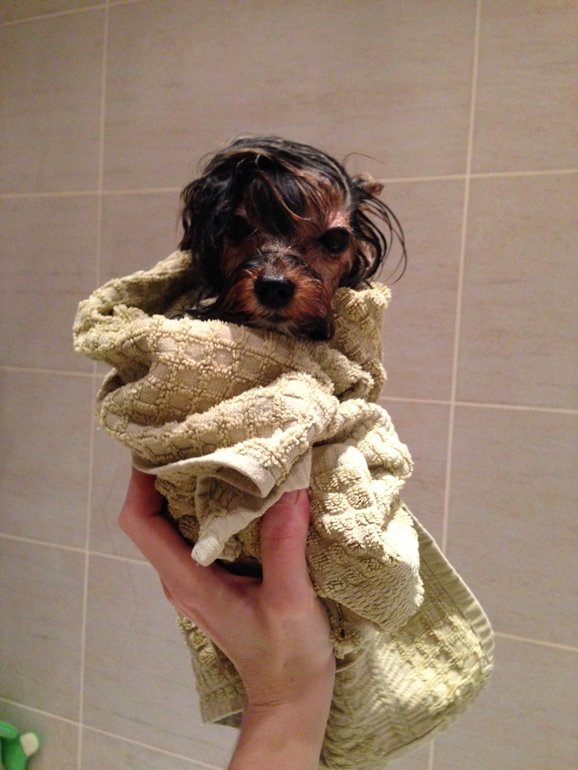 Про моих зверят)