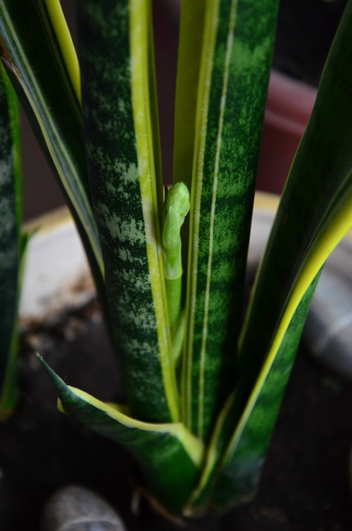 Сансевиерия цветет)