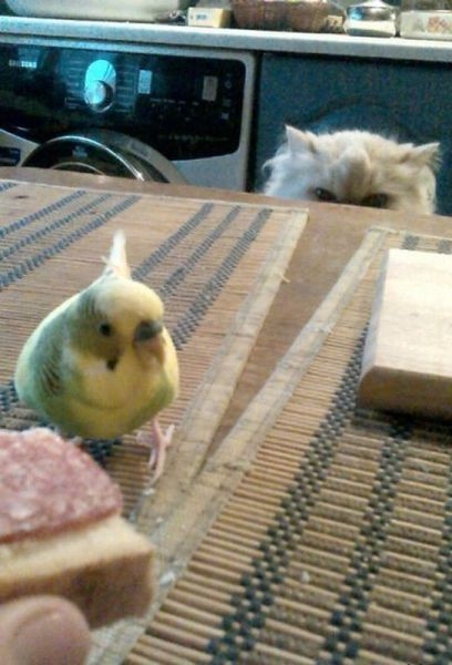 Старт 27,04 день 10 неделя 2