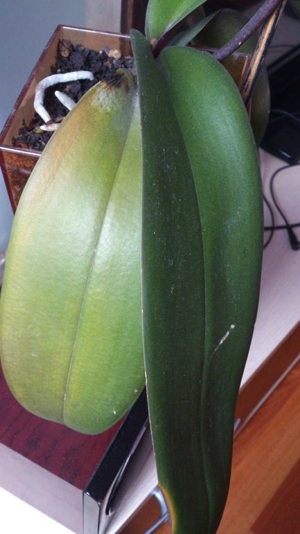 Орхидеи. Требуется помощь