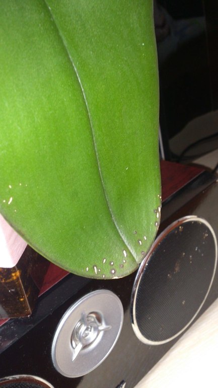 Орхидеи. Требуется помощь