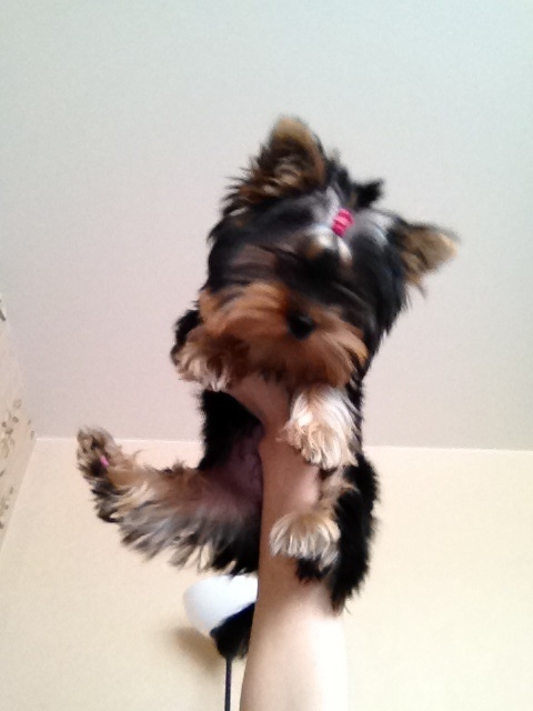 Наша красавица Белла Грация)))