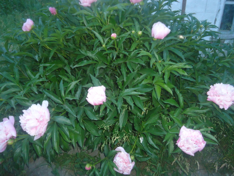 Наши цветочки.