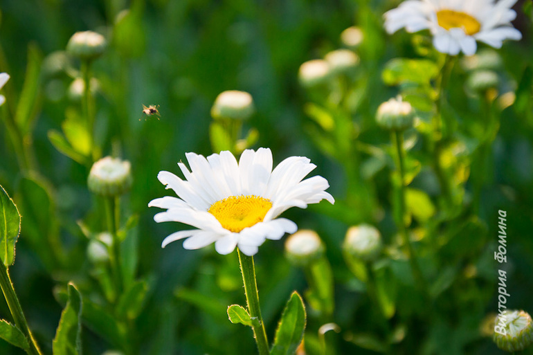 Цимлянск - дачные