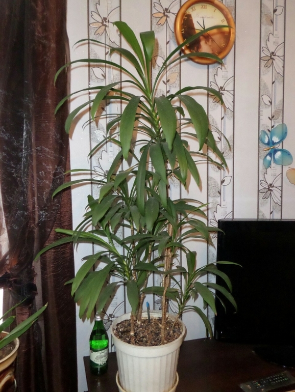 Что за цветочки? Подскажите...