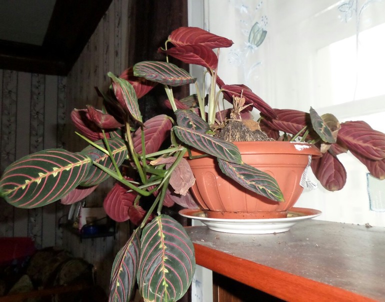 Что за цветочки? Подскажите...