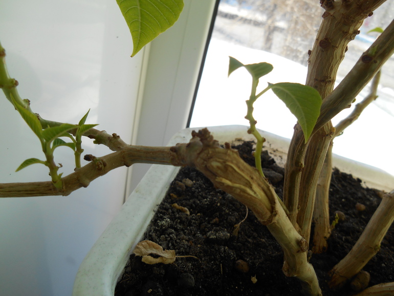 осторожно!!!хорошее настроение! можно заразиться!!!