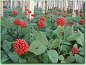 Женьшень настоящий (Panax ginseng)