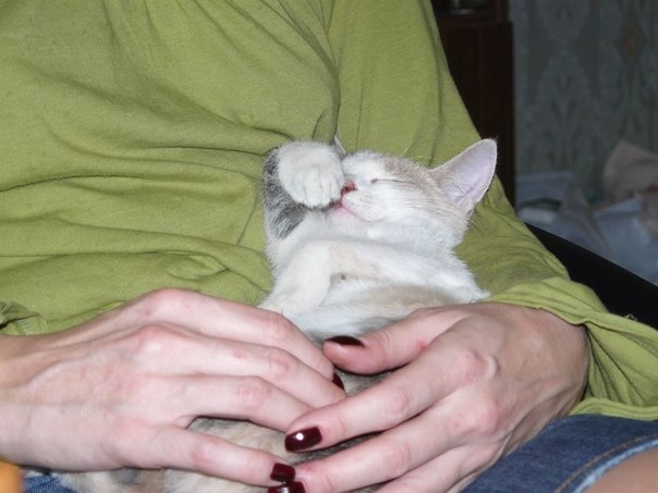 Мое трехцветное счастье...