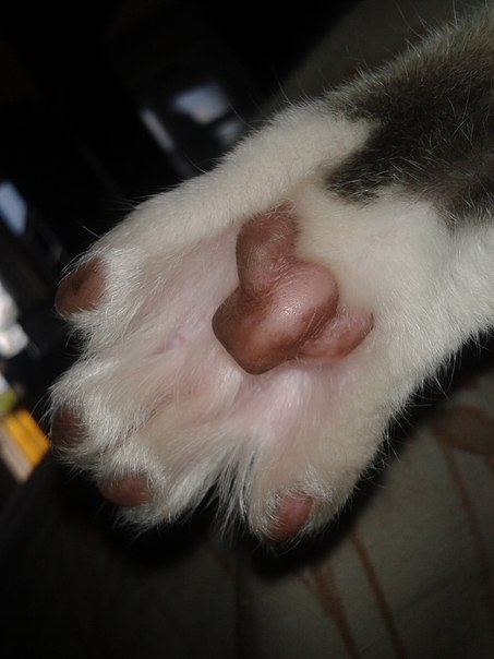 Мое трехцветное счастье...