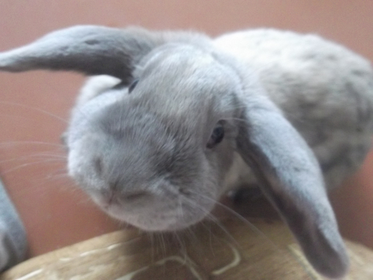 Любимые ахатины и кроль