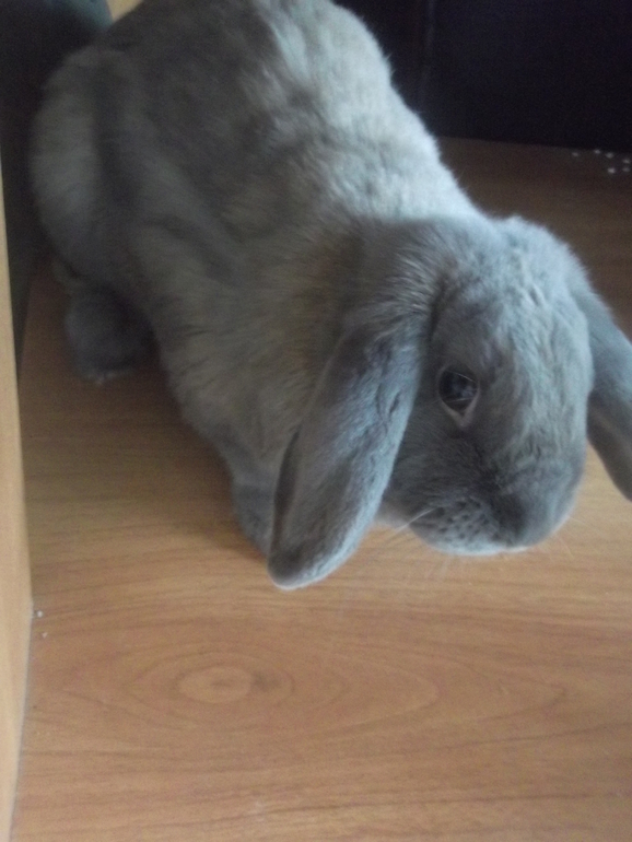 Любимые ахатины и кроль