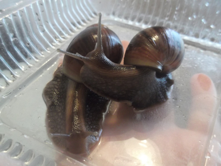 Любимые ахатины и кроль