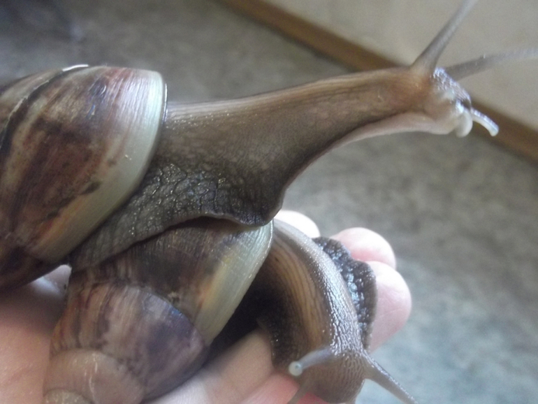 Любимые ахатины и кроль