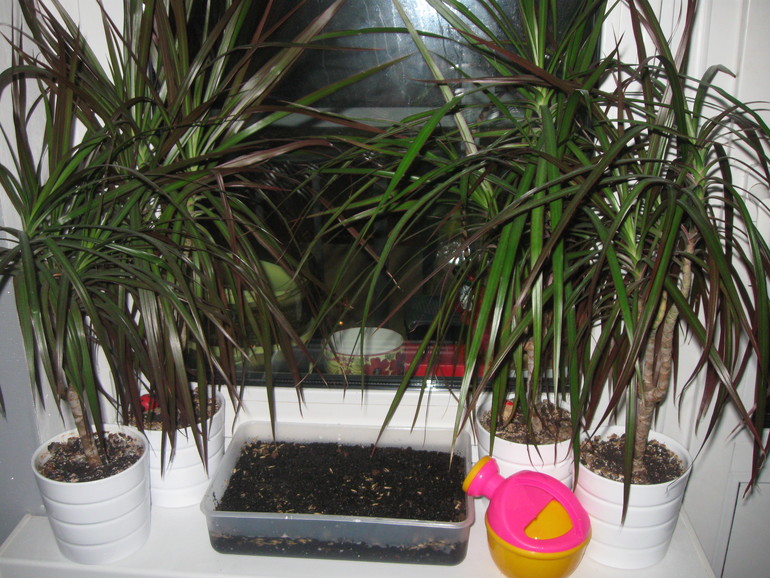 Вариант коробочки для ТН "Насекомые"