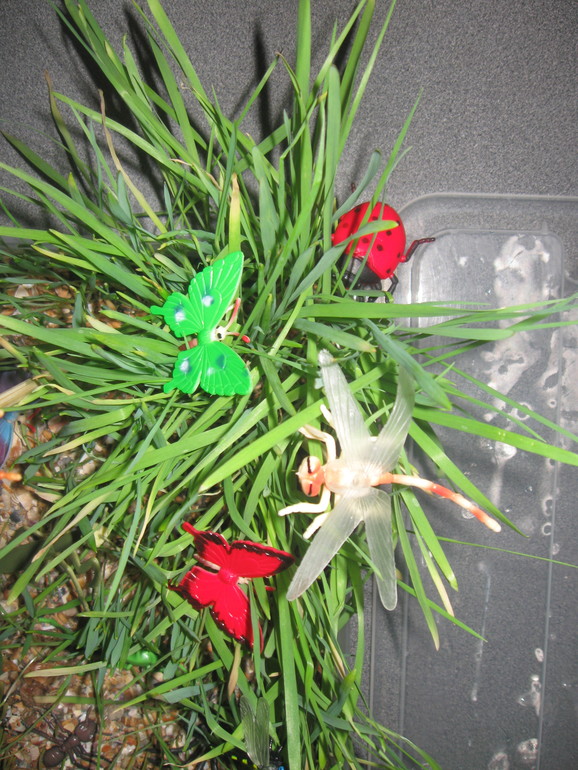 Вариант коробочки для ТН "Насекомые"