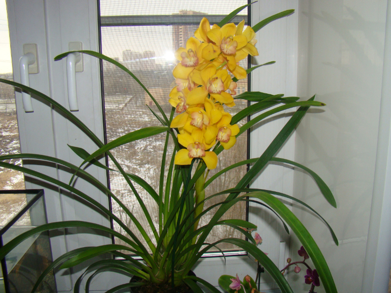 Новенькие! Три вопроса про цимбидиум.