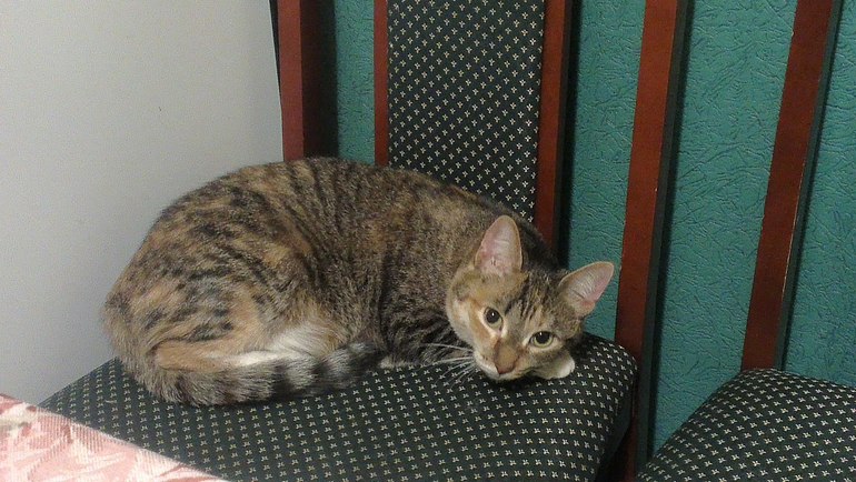 Отдается в добрые руки кошка!