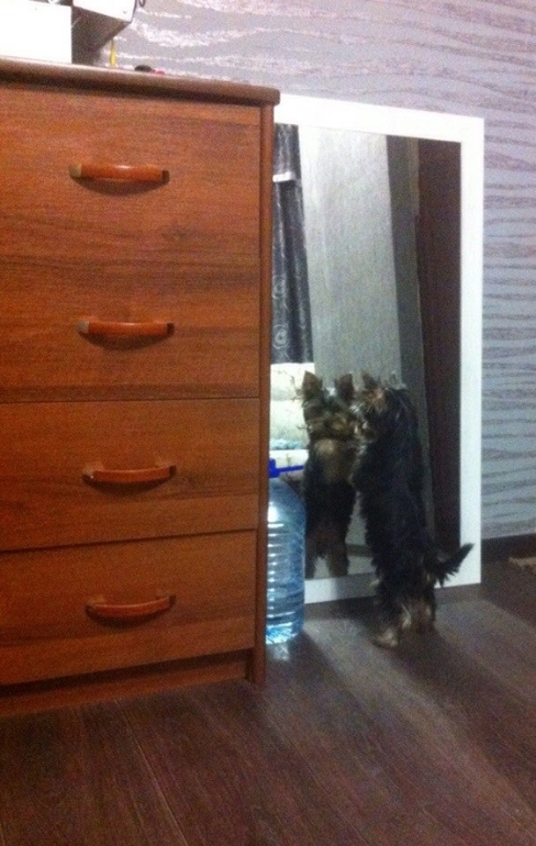 Девочки, а куда ваш йорк ходит в туалет?