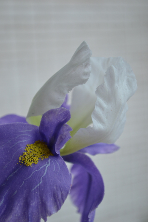 Ирисы........простите фото удалила ....выставлю еще раз...