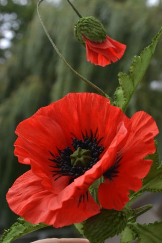 Сахарный мак.........