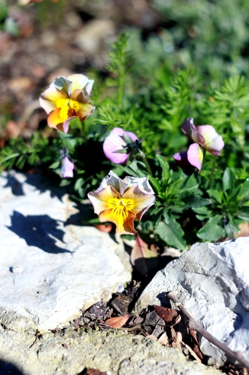 Очередные выходные на даче