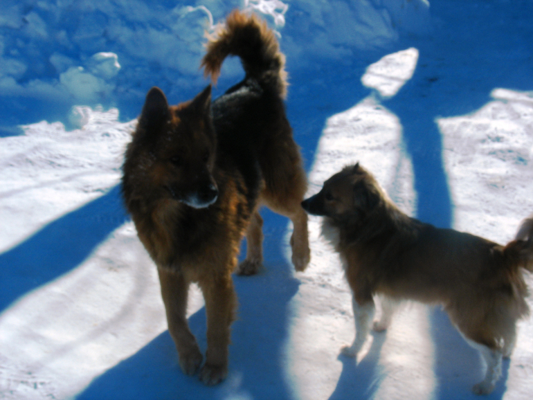 Зимняя прогулка: в кадре много собак