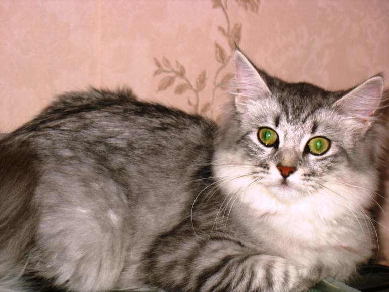 Немного Моти)