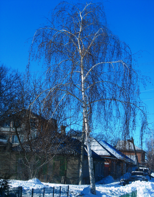 Зимняя прогулка: в кадре  много собак