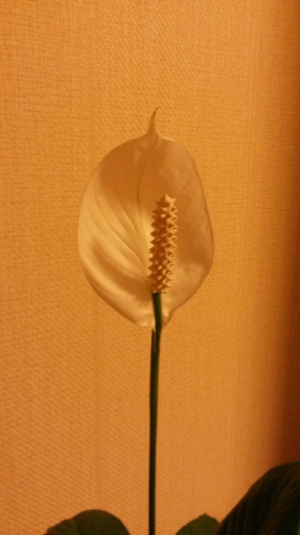 Первое цветение спатифиллума.