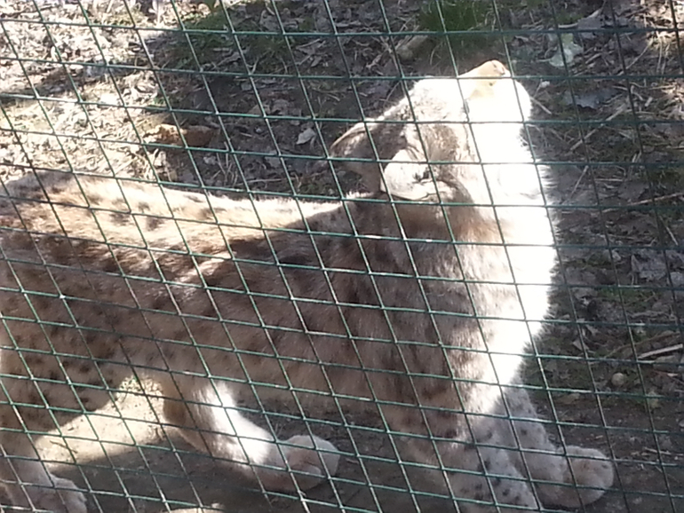 Зооферма "Мечта"