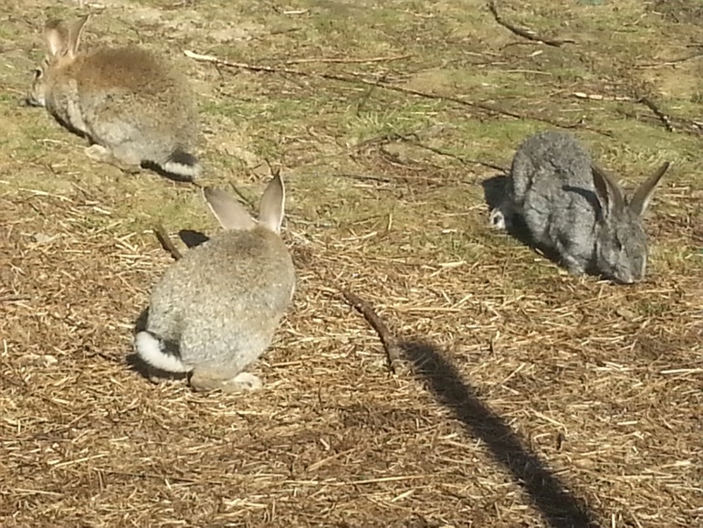 Зооферма "Мечта"