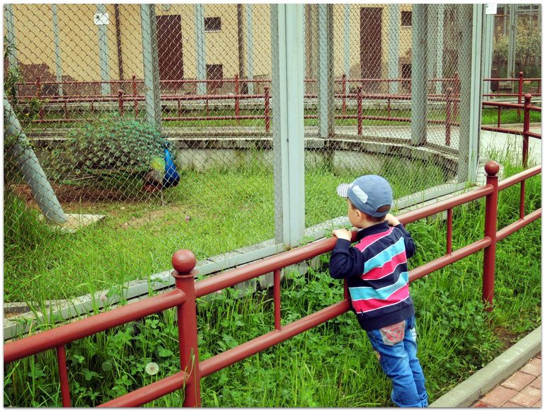 В Zoo :)