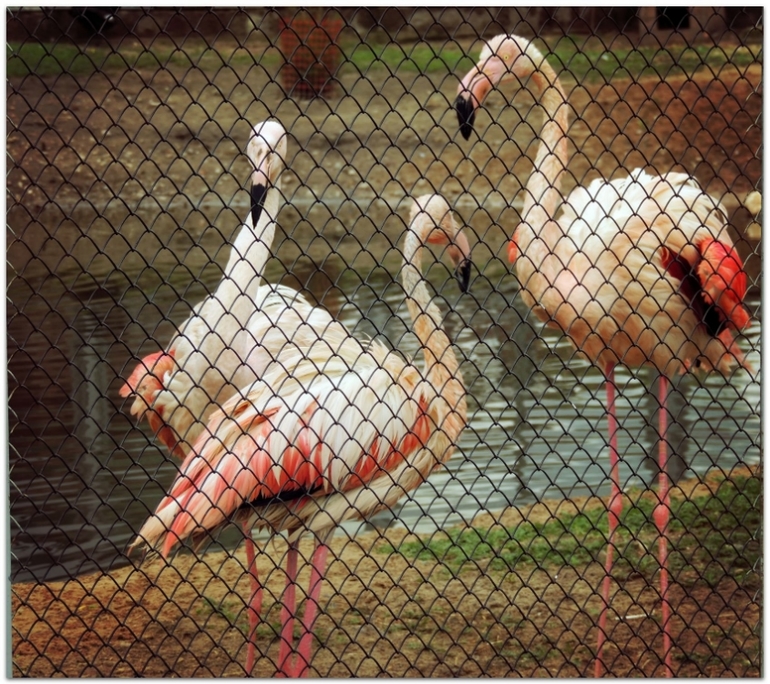 В Zoo :)