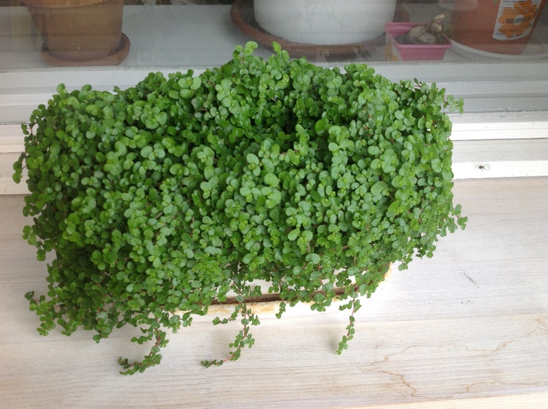 Как быть с фикусом?