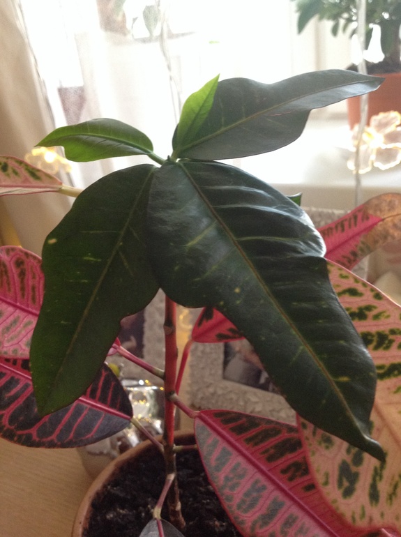 Можно ли спасти, привести в порядок?