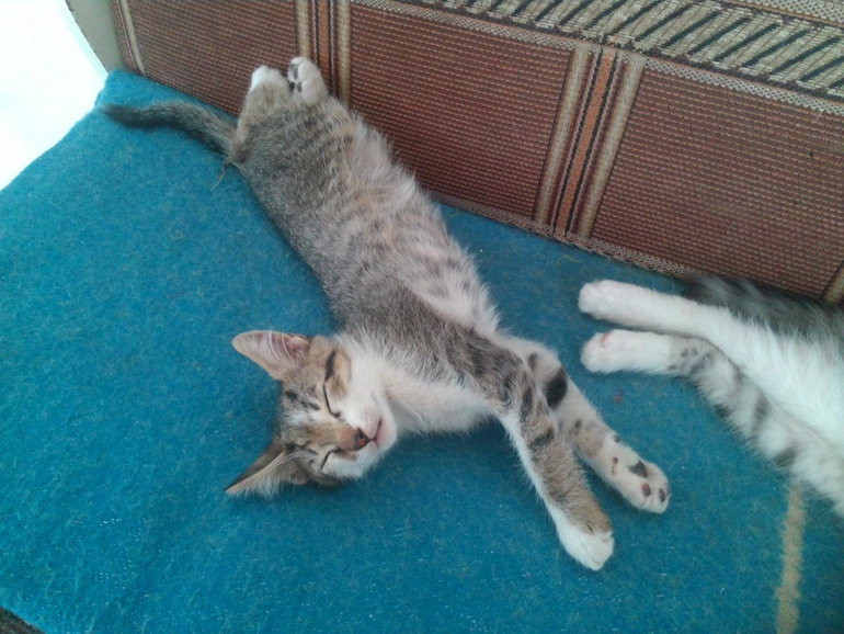 Котята в добрые руки. Белгород